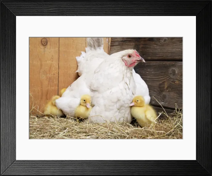 Framed Print : Duckling - with foster mother hen Framed Print : Duckling - with foster mother hen