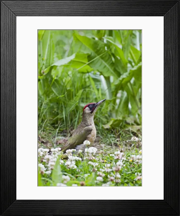 Framed Print : Green Woodpecker - looking for ants in meadow - Bedfordshire UK 11228 Framed Print : Green Woodpecker - looking for ants in meadow - Bedfordshire UK 11228