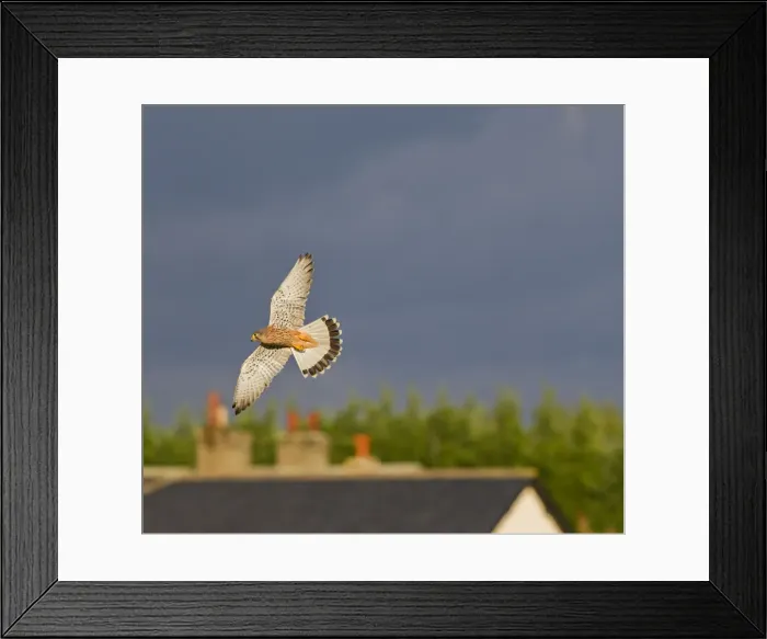 Framed Print : Kestrel - male in flight over farm cottages - controlled conditions 11606 Framed Print : Kestrel - male in flight over farm cottages - controlled conditions 11606