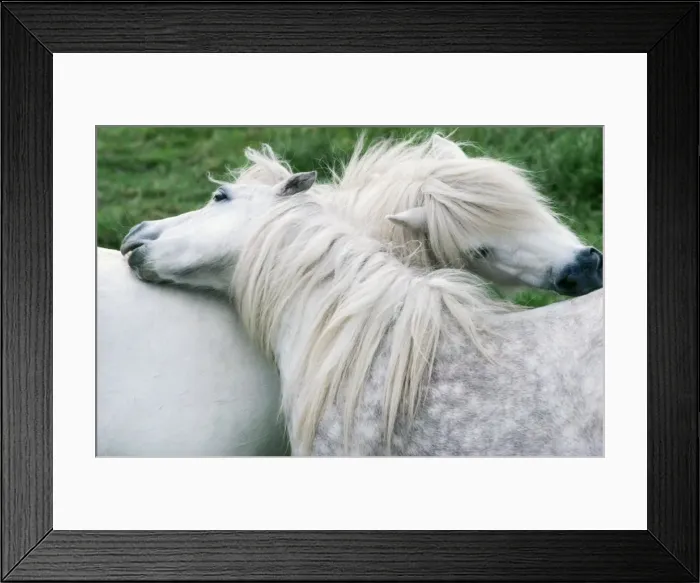 Framed Print : Horse - Shetland Ponies Framed Print : Horse - Shetland Ponies