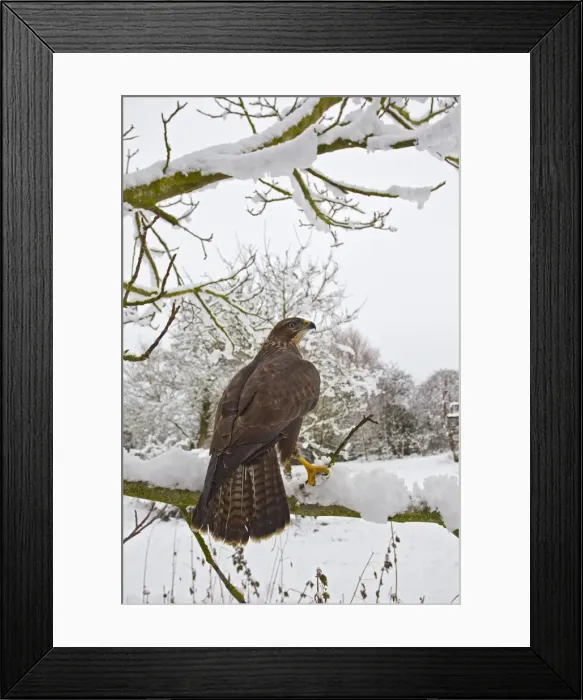 Framed Print : Common Buzzard - on snow covered branch - controlled conditions 11558 Framed Print : Common Buzzard - on snow covered branch - controlled conditions 11558