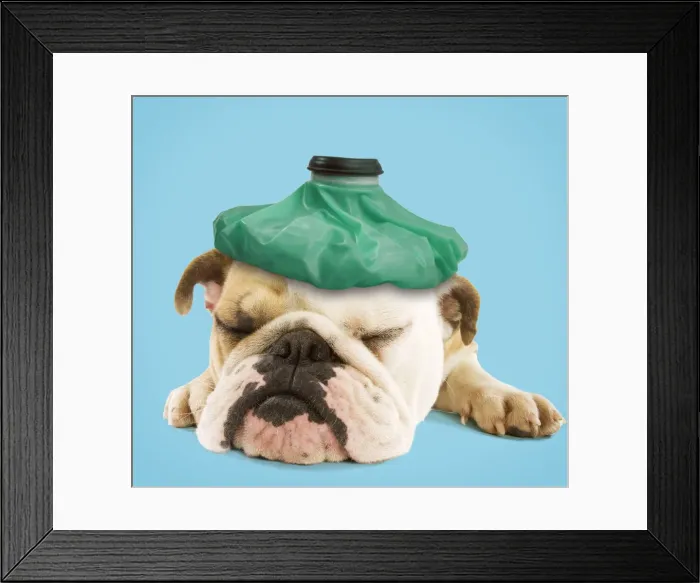 Framed Print : English Bulldog - with ice pack Digital Manipulation: Ice pack LA. Colour background Framed Print : English Bulldog - with ice pack Digital Manipulation: Ice pack LA. Colour background