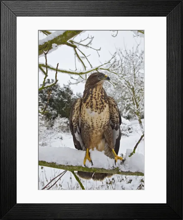 Framed Print : Common Buzzard - on snow covered branch - controlled conditions 11557 Framed Print : Common Buzzard - on snow covered branch - controlled conditions 11557