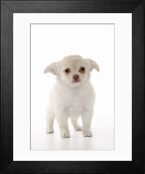 Framed Print : DOG. Chihuahua puppy Framed Print : DOG. Chihuahua puppy