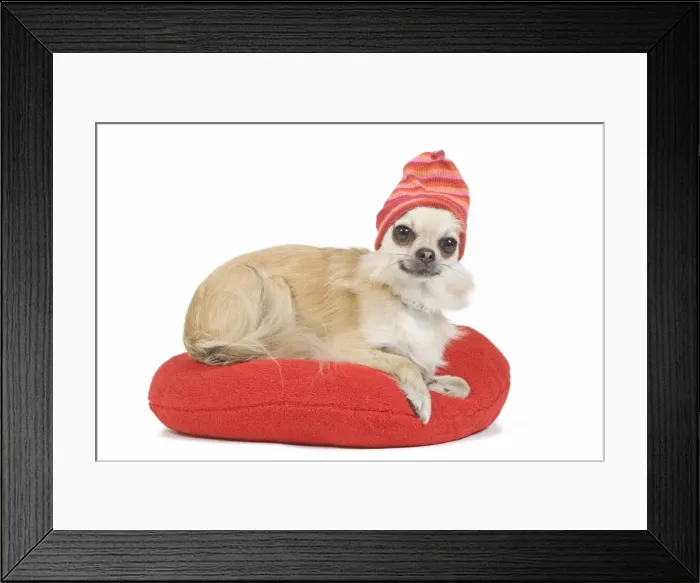 Framed Print : Dog - long-haired chihuahua wearing knitted hat on red cushion in studio Framed Print : Dog - long-haired chihuahua wearing knitted hat on red cushion in studio