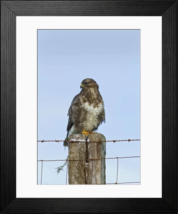 Framed Print : Common Buzzard - on fence post - West Wales 11549 Framed Print : Common Buzzard - on fence post - West Wales 11549