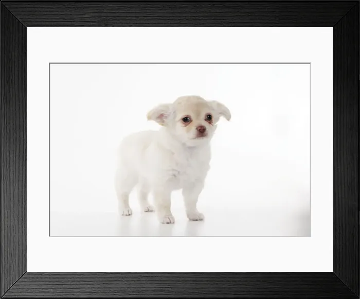 Framed Print : DOG. Chihuahua puppy Framed Print : DOG. Chihuahua puppy