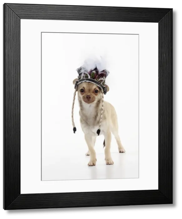 Framed Print : DOG. Chihuahua wearing indian headress Framed Print : DOG. Chihuahua wearing indian headress