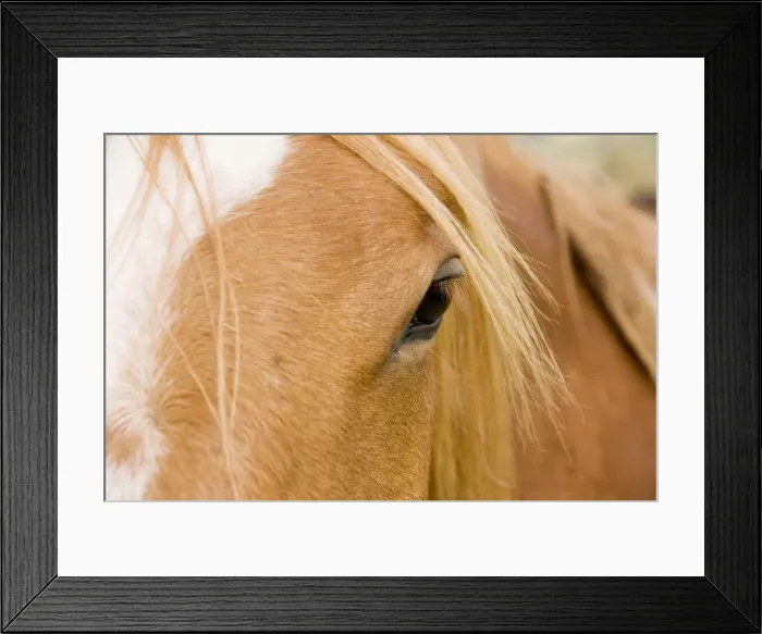 Framed Print : Horse - detail of head showing eye