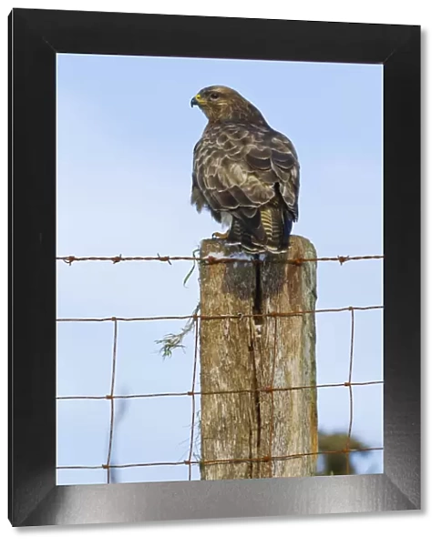 Common Buzzard - on fence post - West Wales 11544