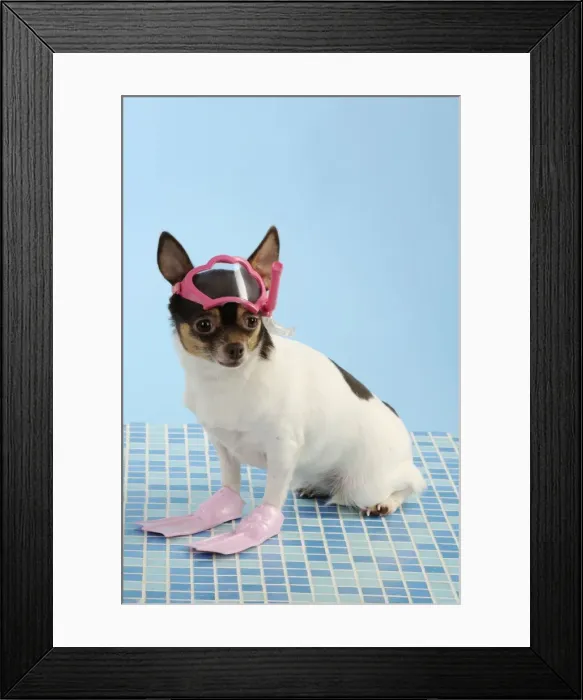 Framed Print : DOG. Chihuahua wearing snorkel and flippers Framed Print : DOG. Chihuahua wearing snorkel and flippers