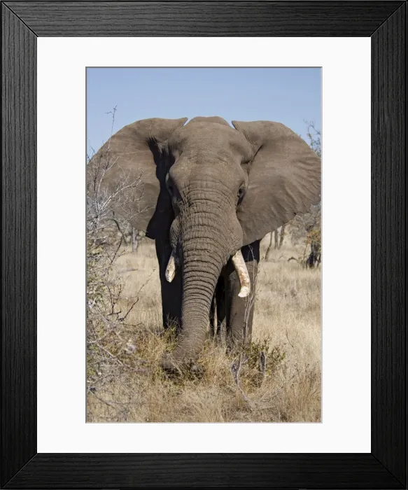 Framed Print : African Elephant - selecting vegetation to eat. Letaba, Kruger National Park, South Africa Framed Print : African Elephant - selecting vegetation to eat. Letaba, Kruger National Park, South Africa