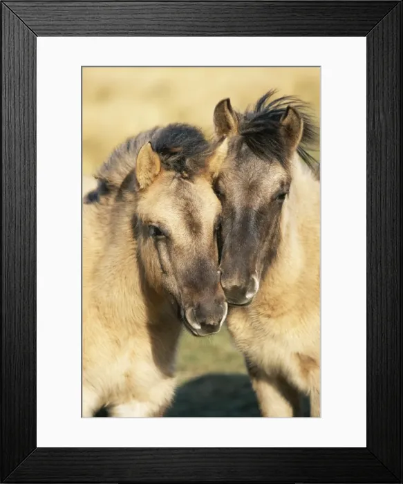 Framed Print : Tarpan Wild Horses CK 2318 Redgrave & Lopham Fen National Reserve, Suffolk, UK. © Chris Knights  /  ARDEA LONDON