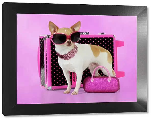 DOG. Chihuahua wearing sunglasses with girly props Digital Manipulation: background colour