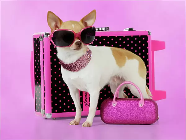 DOG. Chihuahua wearing sunglasses with girly props Digital Manipulation: background colour