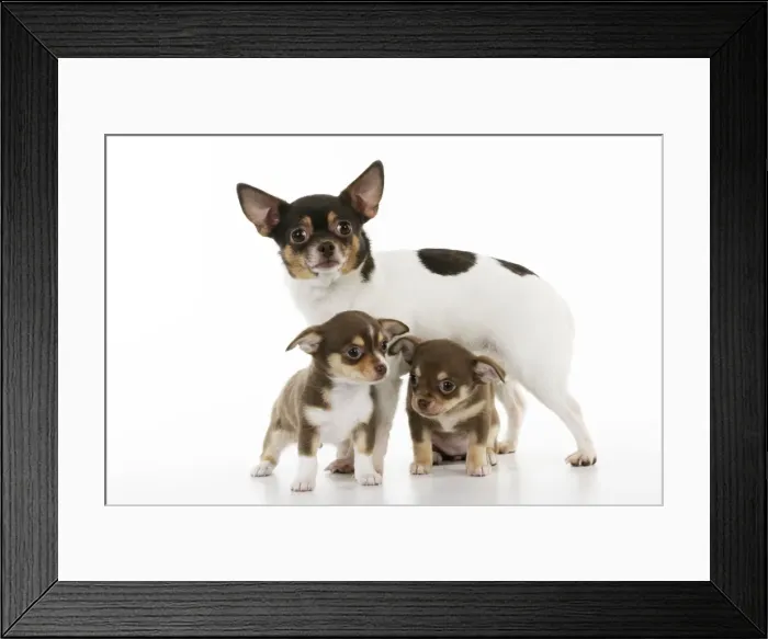 Framed Print : DOG. Chihuahua puppies standing in front of chihuahua