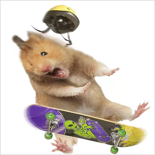 Hamster - with skateboard & helmet