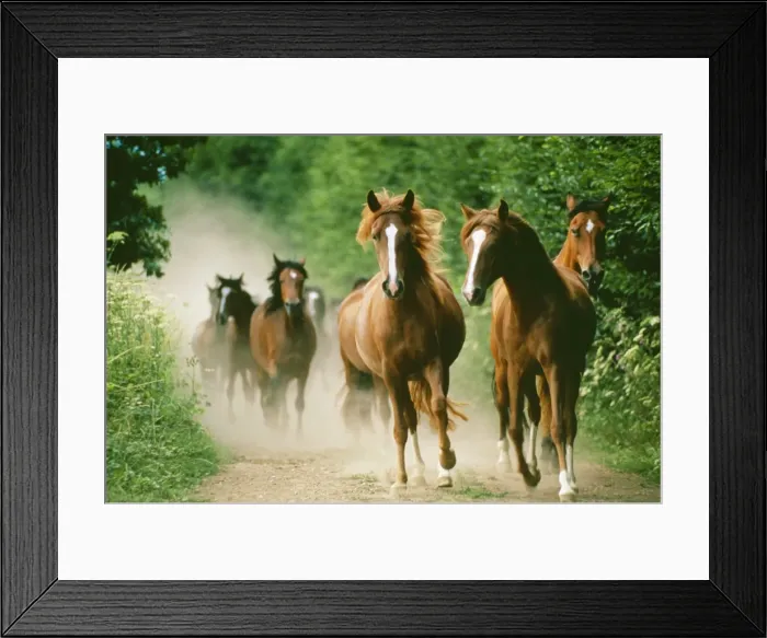 Framed Print : Horses - running Framed Print : Horses - running