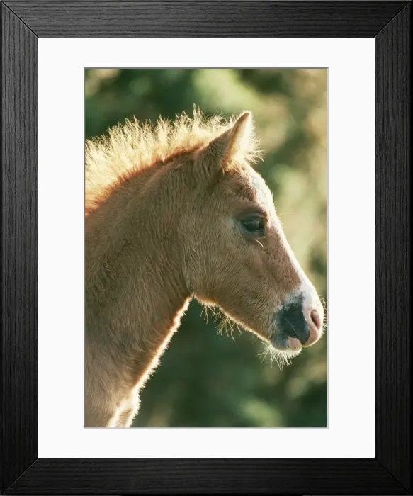 Framed Print : Horse - New Forest pony