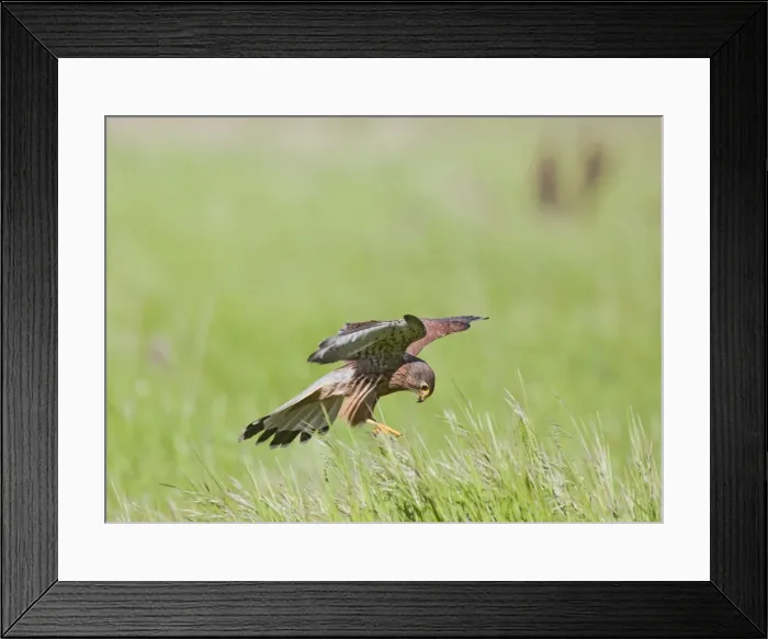 Framed Print : Kestrel - male in flight hunting in long grass - controlled conditions 10440 Framed Print : Kestrel - male in flight hunting in long grass - controlled conditions 10440