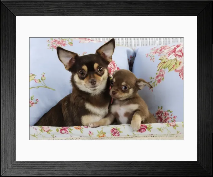 Framed Print : DOG. Chihuahua & chihuahua puppy sitting in basket Framed Print : DOG. Chihuahua & chihuahua puppy sitting in basket