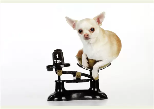 DOG. Chihuahua sitting in scales