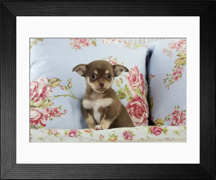 Framed Print : DOG. Chihuahua puppy sitting in basket Framed Print : DOG. Chihuahua puppy sitting in basket