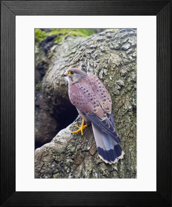 Framed Print : Kestrel - male at nest site - controlled conditions 10398 Framed Print : Kestrel - male at nest site - controlled conditions 10398