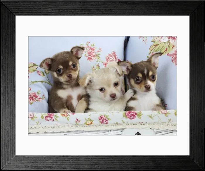 Framed Print : DOG. Chihuahua puppies sitting together in basket Framed Print : DOG. Chihuahua puppies sitting together in basket
