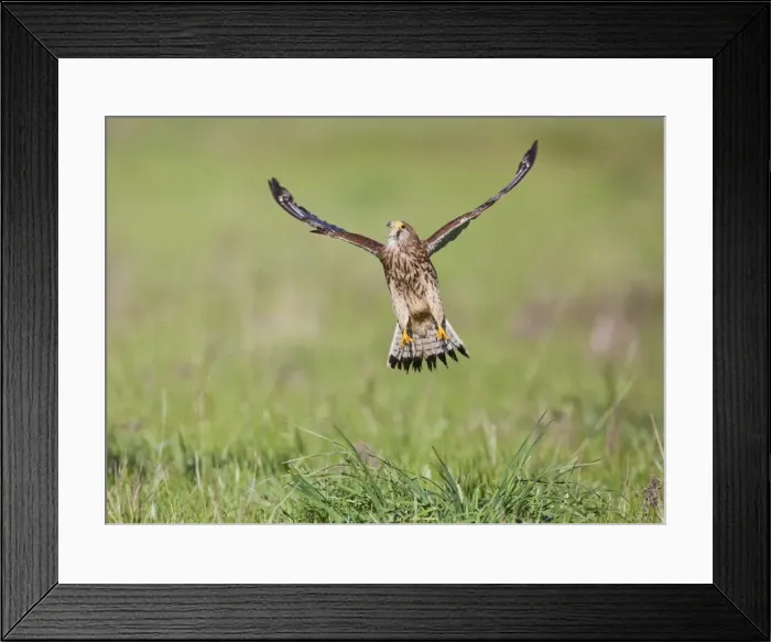 Framed Print : Kestrel - female in flight takes off - controlled conditions 10432 Framed Print : Kestrel - female in flight takes off - controlled conditions 10432