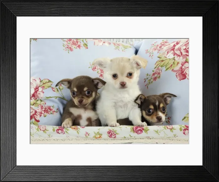 Framed Print : DOG. Chihuahua puppies sitting together in basket Framed Print : DOG. Chihuahua puppies sitting together in basket