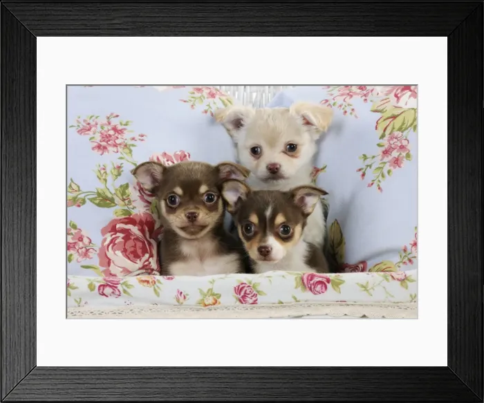 Framed Print : DOG. Chihuahua puppies sitting together in basket Framed Print : DOG. Chihuahua puppies sitting together in basket