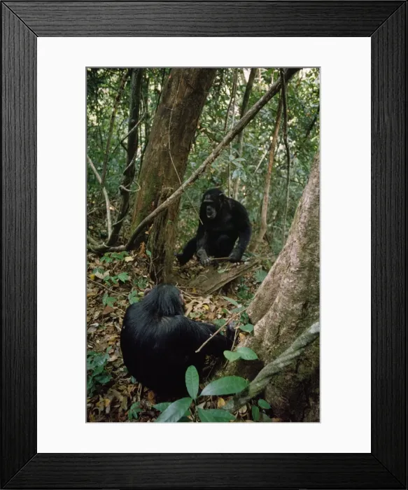 Framed Print : Chimpanzee - Pax watching older brother catch ants - Gombe - Tanzania - Africa Framed Print : Chimpanzee - Pax watching older brother catch ants - Gombe - Tanzania - Africa