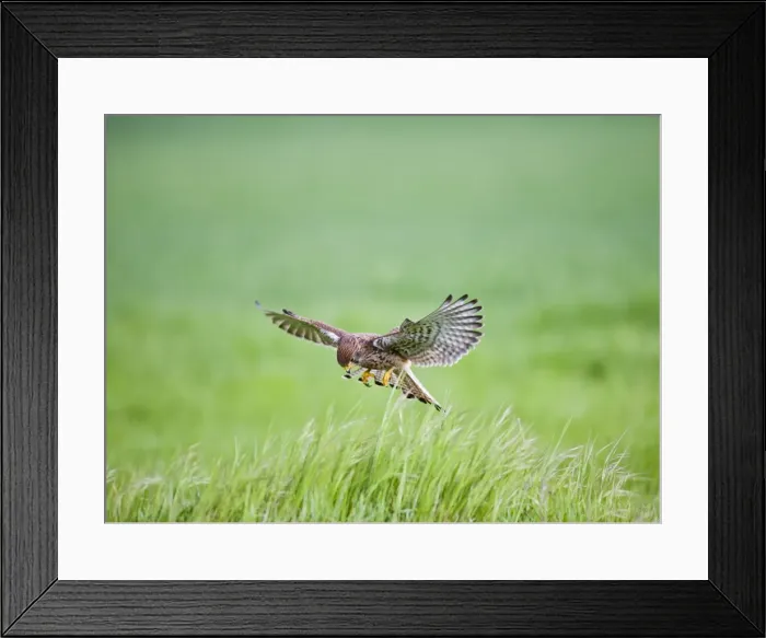 Framed Print : Kestrel - male hunting in long grass - controlled conditions 10389 Framed Print : Kestrel - male hunting in long grass - controlled conditions 10389