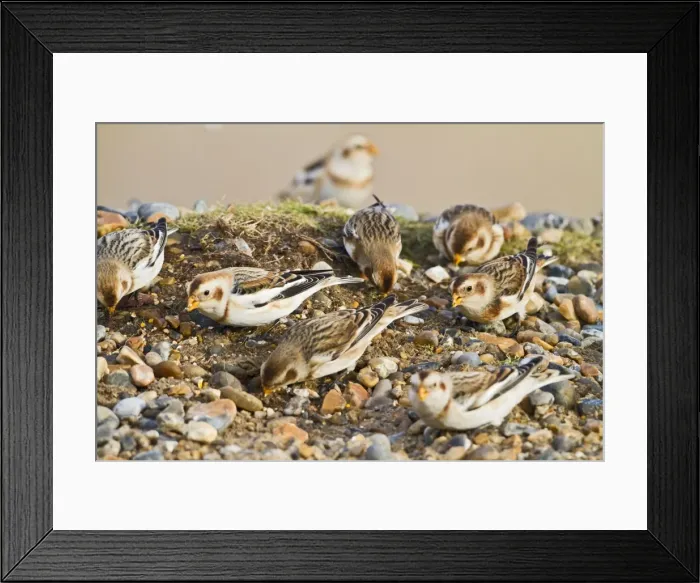 Framed Print : Snow Bunting - flock feeding - Norfolk UK 8996 Framed Print : Snow Bunting - flock feeding - Norfolk UK 8996