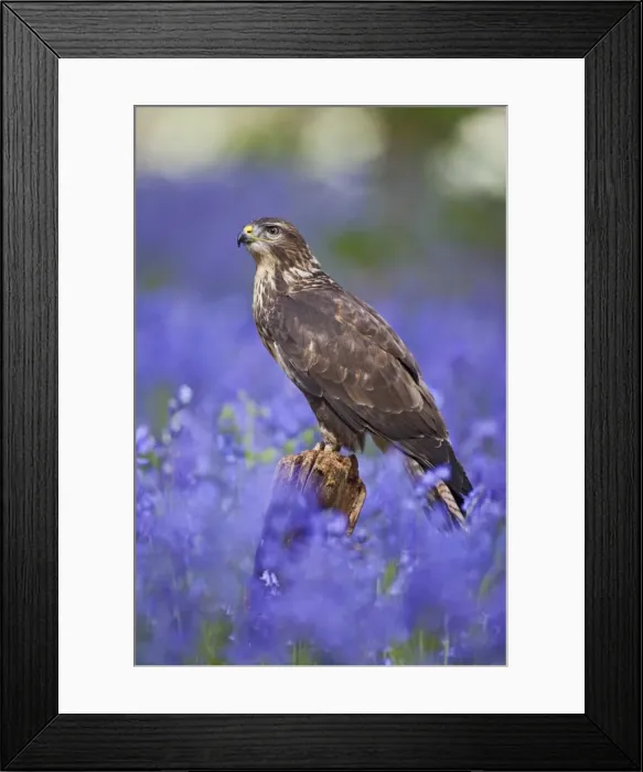 Framed Print : Common Buzzard - on stump in bluebell wood - controlled conditions 10359