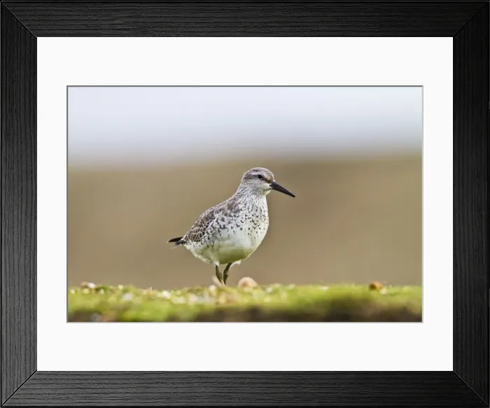 Framed Print : Knot - feeding on bank - Norfolk UK 8976 Framed Print : Knot - feeding on bank - Norfolk UK 8976