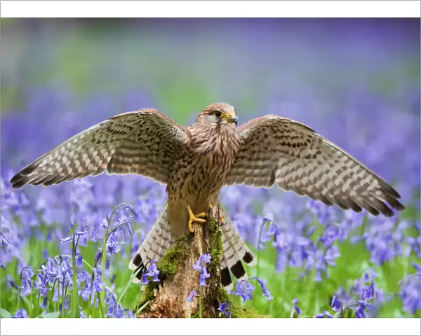 Kestrel - female landing on stump in bluebell wood - controlled conditions 10283