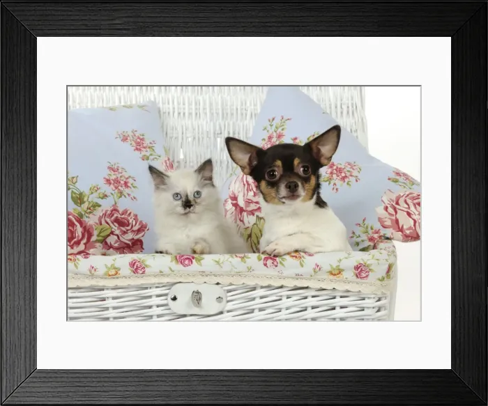 Framed Print : CAT. Kitten sitting next to chihuahua in basket Framed Print : CAT. Kitten sitting next to chihuahua in basket