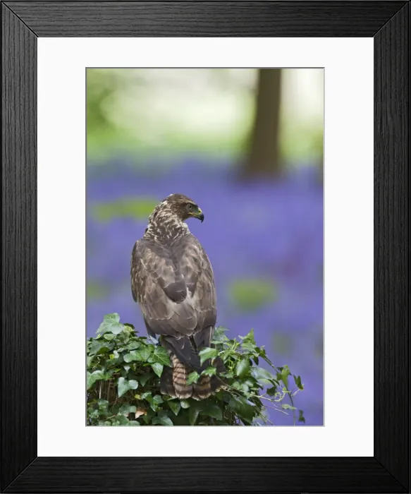 Framed Print : Common Buzzard - on stump in bluebell wood - controlled conditions 10326 Framed Print : Common Buzzard - on stump in bluebell wood - controlled conditions 10326