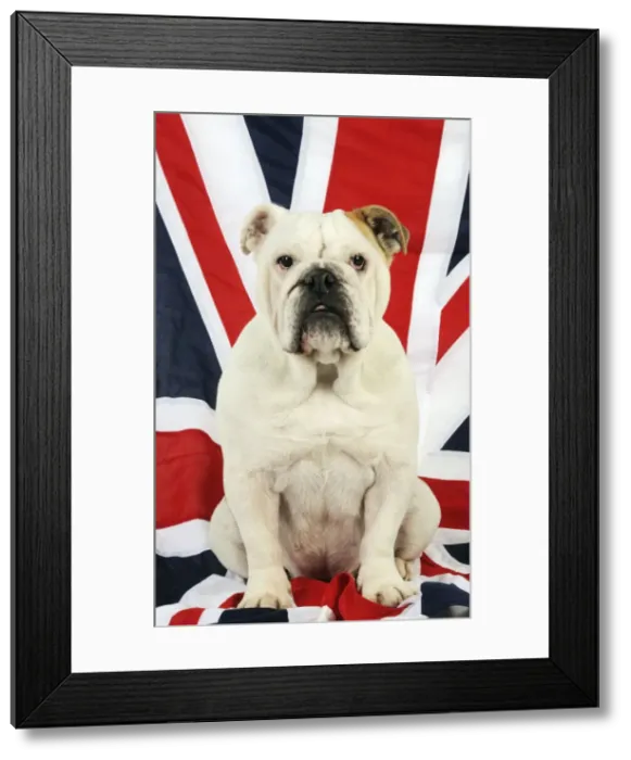 Framed Print : DOG. Bulldog sitting on union jack flag Framed Print : DOG. Bulldog sitting on union jack flag