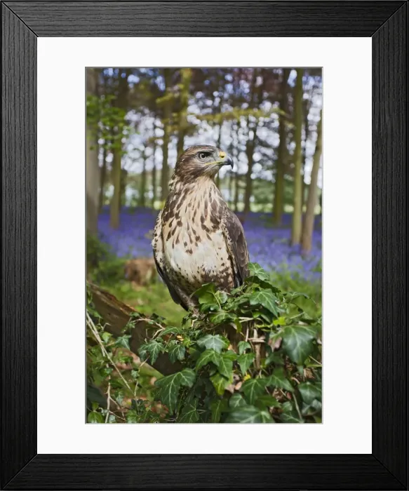 Framed Print : Common Buzzard - on fence in bluebell wood - controlled conditions 10295 Framed Print : Common Buzzard - on fence in bluebell wood - controlled conditions 10295