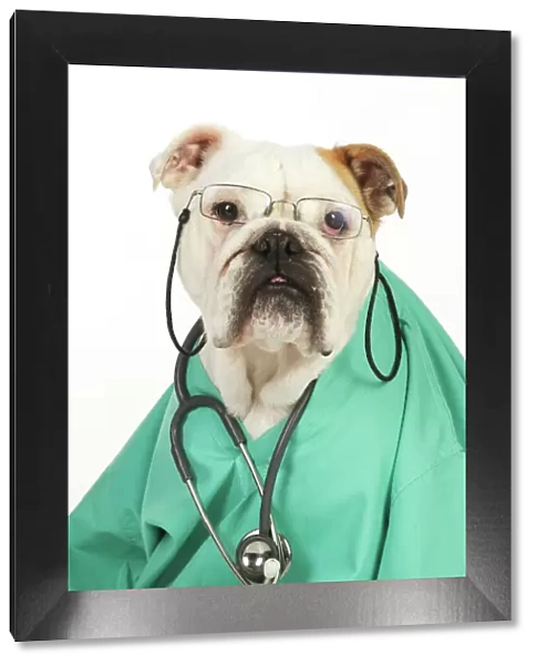DOG. Bulldog in vets scrubs wearing glasses & stethoscope