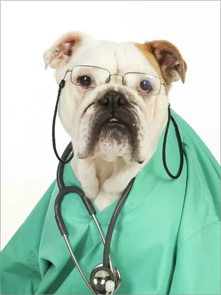 DOG. Bulldog in vets scrubs wearing glasses & stethoscope
