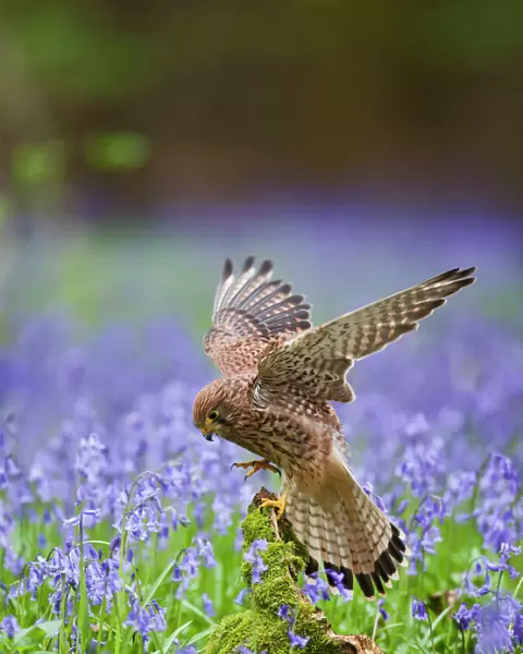 Kestrel - female landing on stump in bluebell wood - controlled conditions 10281