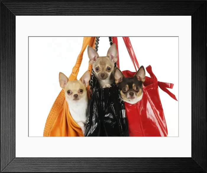 Framed Print : DOG. Chihuahuas in handbags Framed Print : DOG. Chihuahuas in handbags