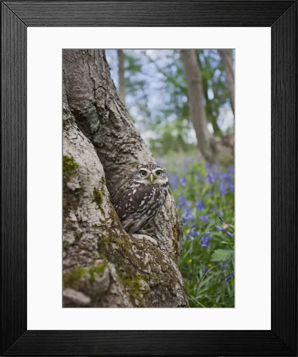 Framed Print : Little Owl - in hole in tree - controlled conditions 10267 Framed Print : Little Owl - in hole in tree - controlled conditions 10267