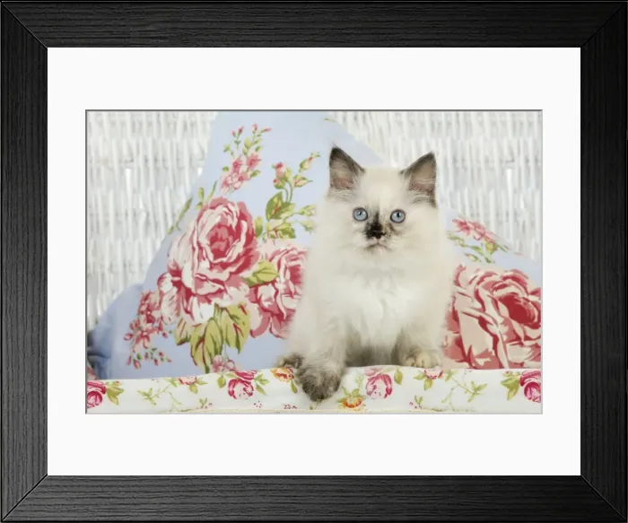 Framed Print : CAT. Kitten sitting in basket Digital Maipulation: filled gaps to right hand side Framed Print : CAT. Kitten sitting in basket Digital Maipulation: filled gaps to right hand side