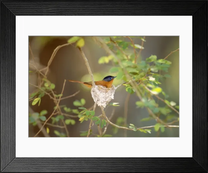 Framed Print : Madagascar Paradise Flycatcher - male on nest - Berenty Southern Madagascar Framed Print : Madagascar Paradise Flycatcher - male on nest - Berenty Southern Madagascar