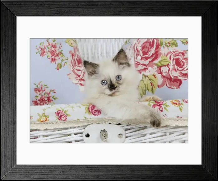 Framed Print : CAT. Kitten sitting in basket